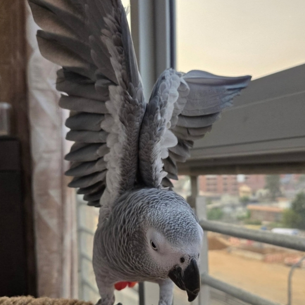 Gray Parrot Perch